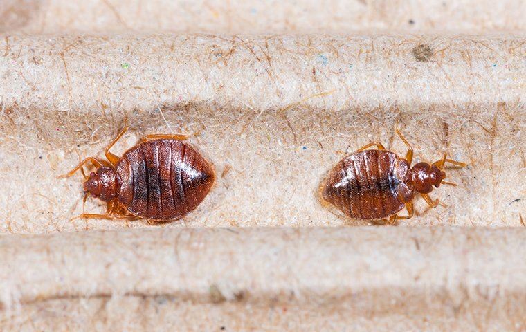 bed bugs on a fiber material